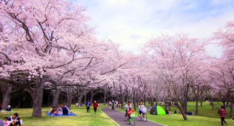 大阪で桜が人気のお花見スポット