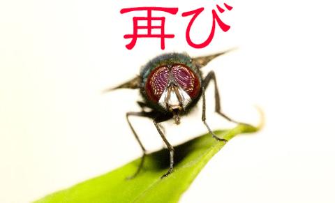 ブヨに刺されて腫れたときの対処法