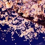 大阪のお花見スポットで夜桜がきれいな場所